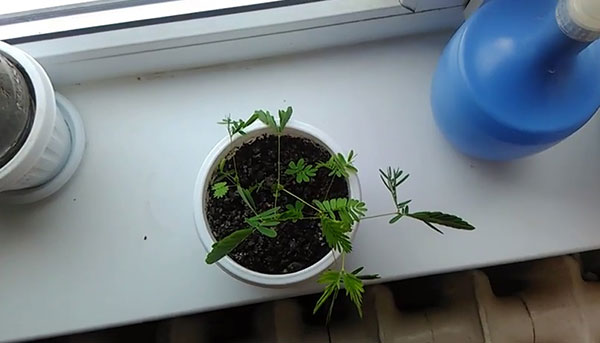 Мимоза на подоконнике