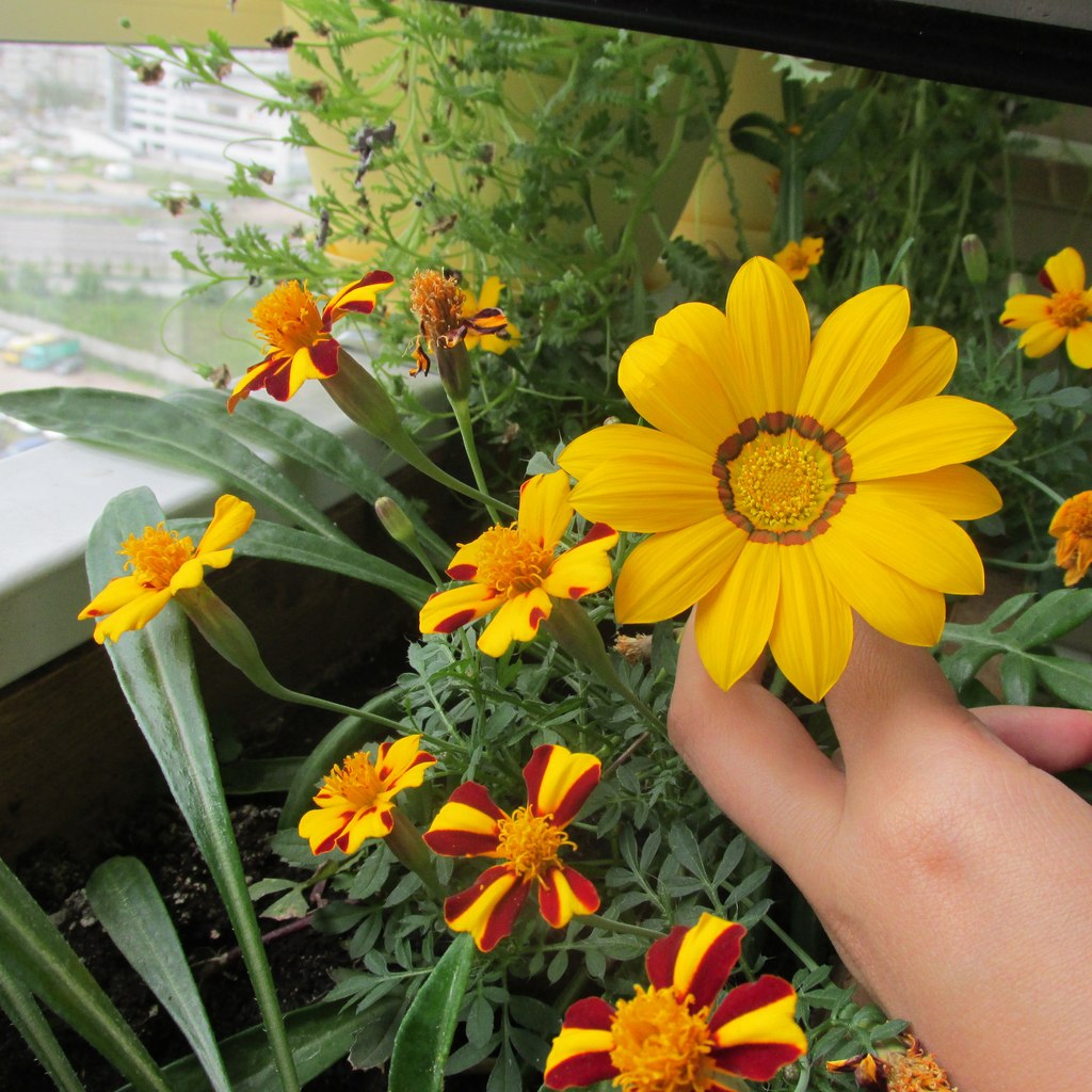 Правила ухода за гацанией