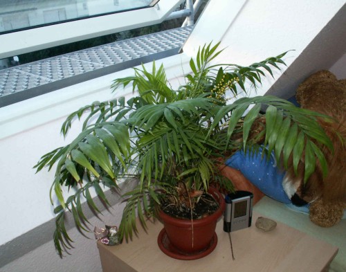 Как правильно ухаживать за домашней хамедореей