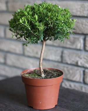 Использование мирта