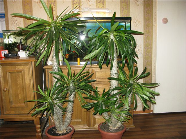 Пахиподиум