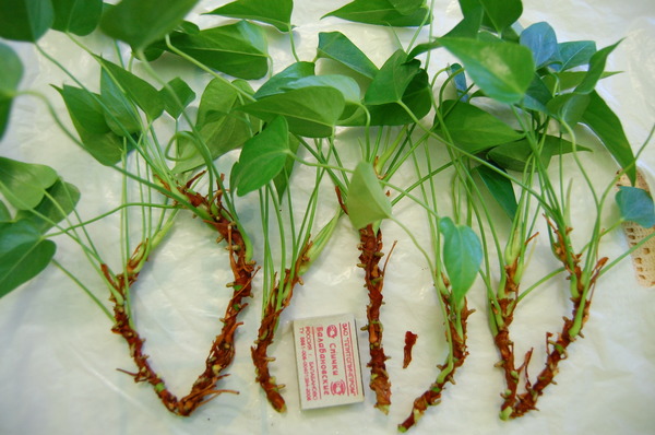 Размножение антуриума