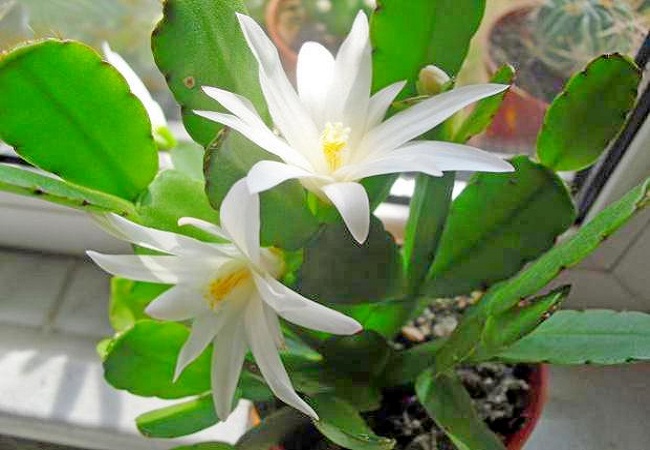 Выращивание рипсалидопсиса