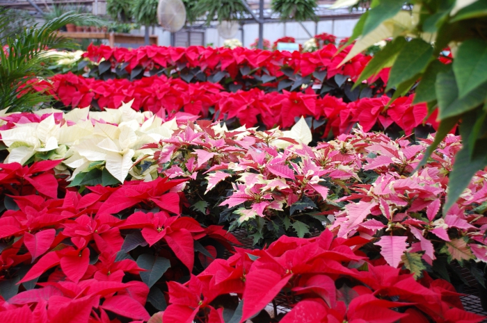 Температура для выращивания растения пуансетия