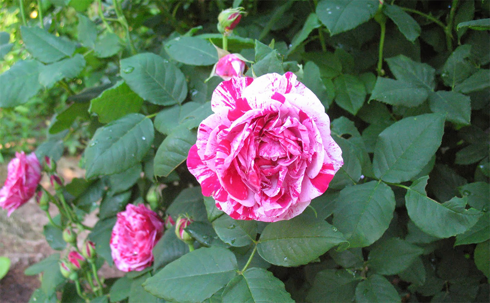 Фердинанд Пичард розы