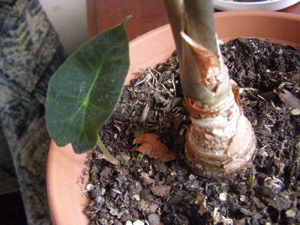 Выбор почвы для Алоказии