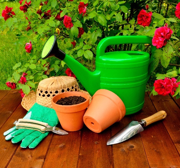 Уход за розой Вильям Шекспир