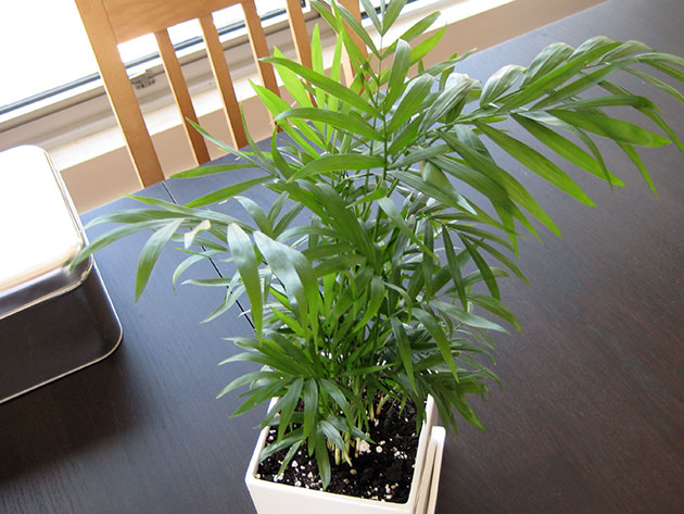 Подкормка хамедореи удобрениями