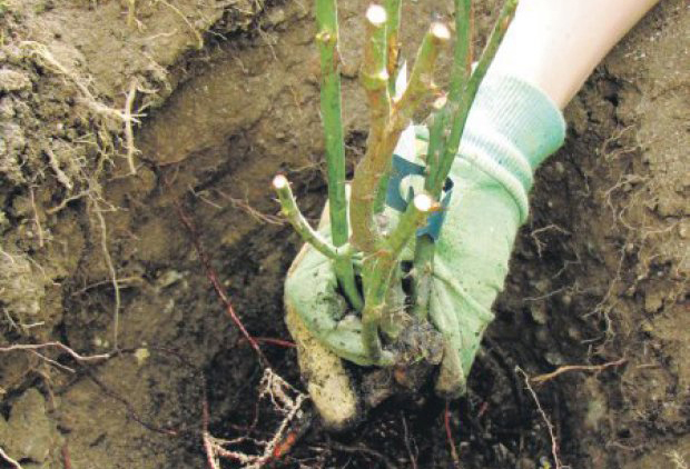 Посадка роз Фердинанд Пичард