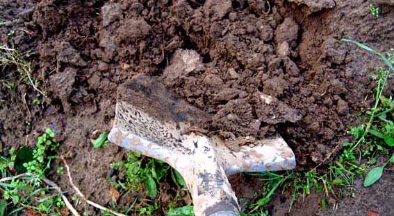 Высаживаем аллиум