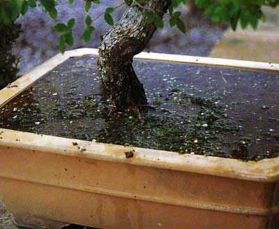 Почва для дерева бонсай