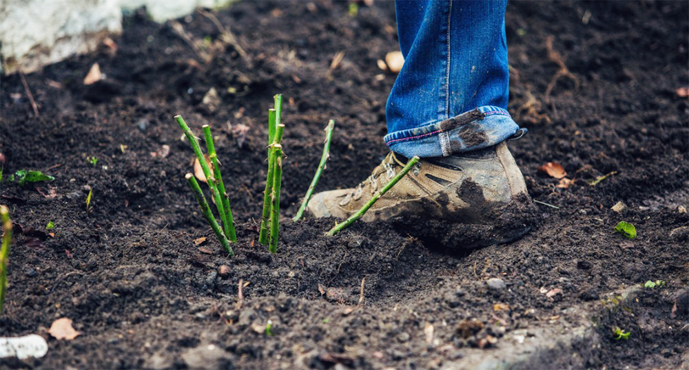 Посадка роз