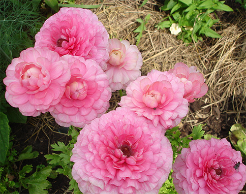 Ранункулюс и уход за ним