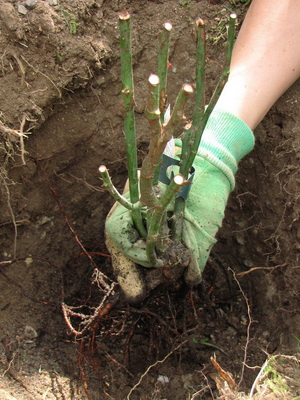 Посадки роз Голден Медальон