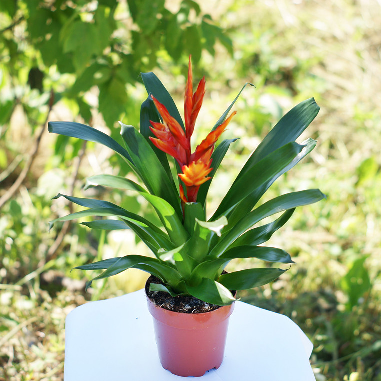 Уход за бромелией