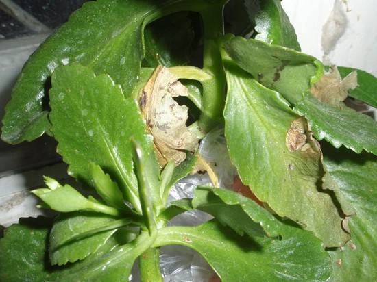 Болезни и вредители каланхоэ