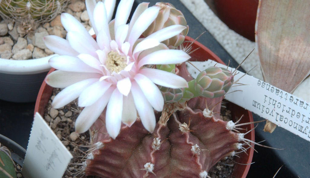 Гимнокалициум Фридриха