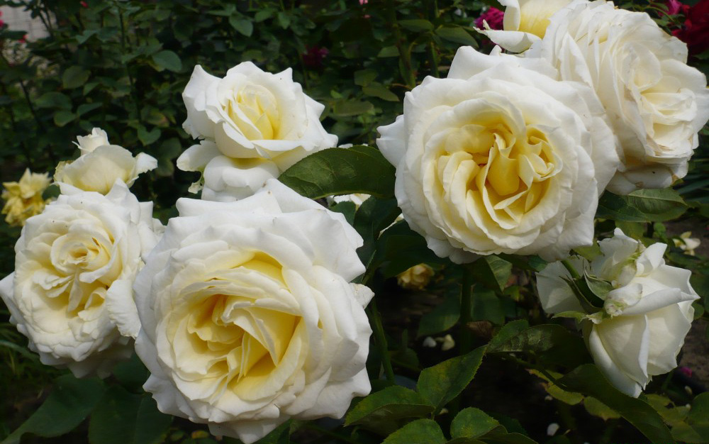 Роза Шопен в вашем саду