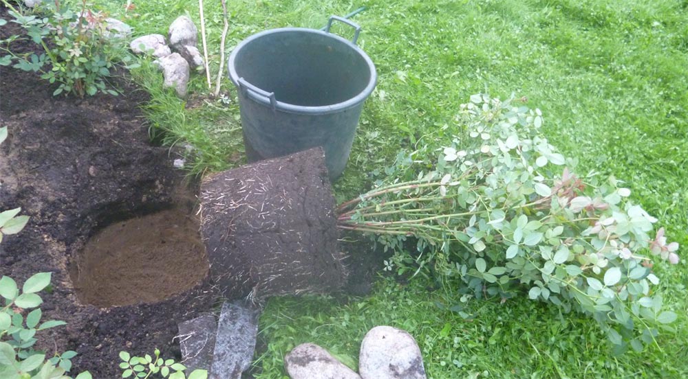 Правила посадки и выращивания розы Абрахам Дерби