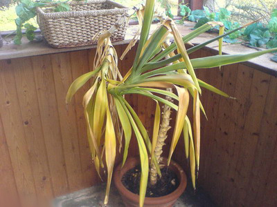 Юкка болеет