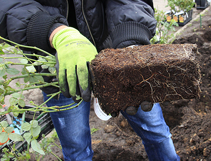 Посадка плетистой розы Парад
