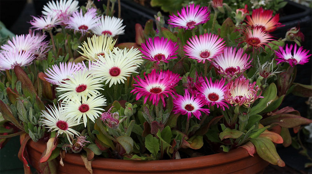 Мезембриантемум волосоцветковый