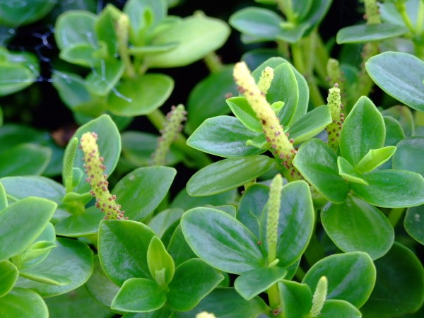 Уход и содержание пеперомии