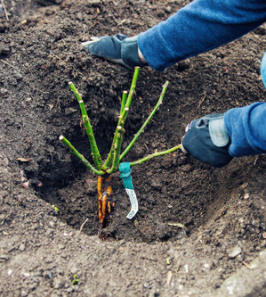 Посадка розы Луис Одьер
