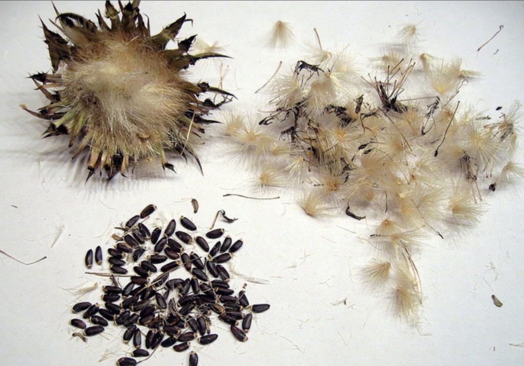 Выращивание монарды из семян