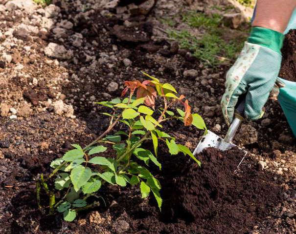 Посадка роз