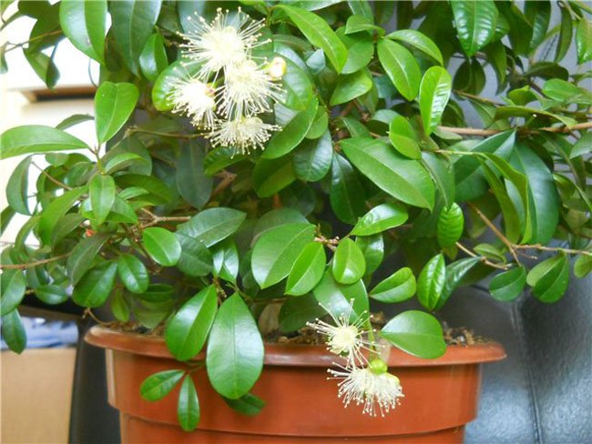 Особенности ухода за миртом