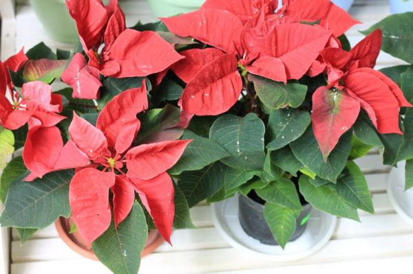 Полив комнатного растения пуансетия