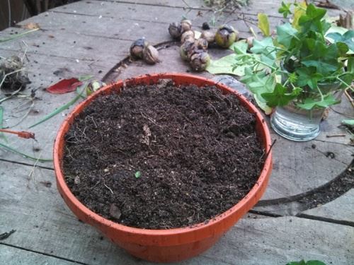 Пересадка пеларгонии