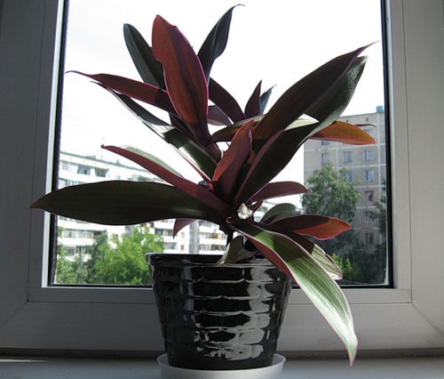 Полив и влажность воздуха - рео