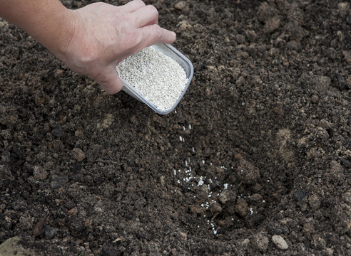 Почва и удобрения для гортензии