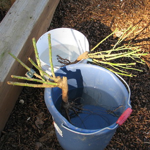 Саженцы роз Блю мун