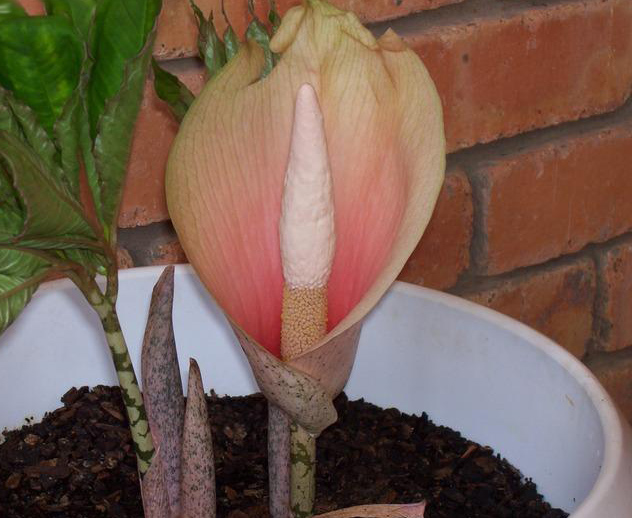 Аморфофаллус фото