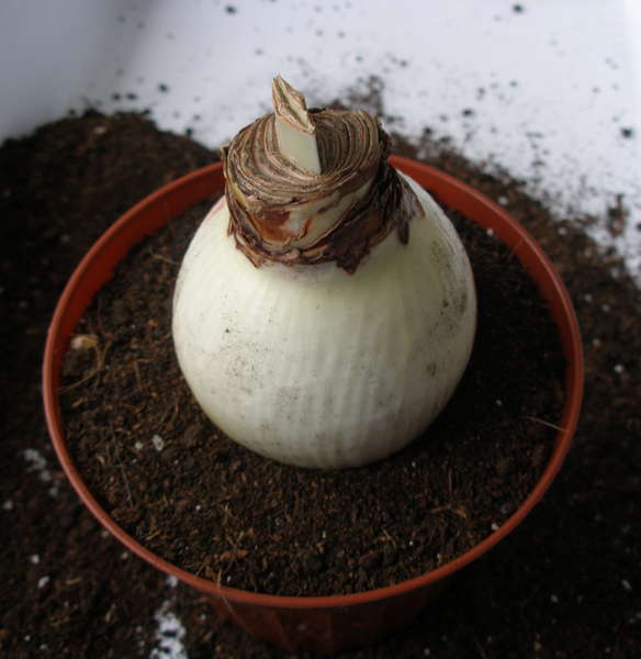 Посадка гиппеаструма