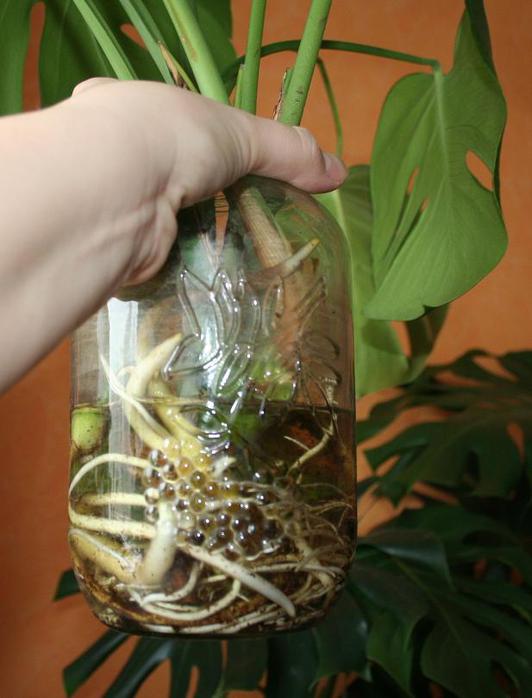 Размножение констеры