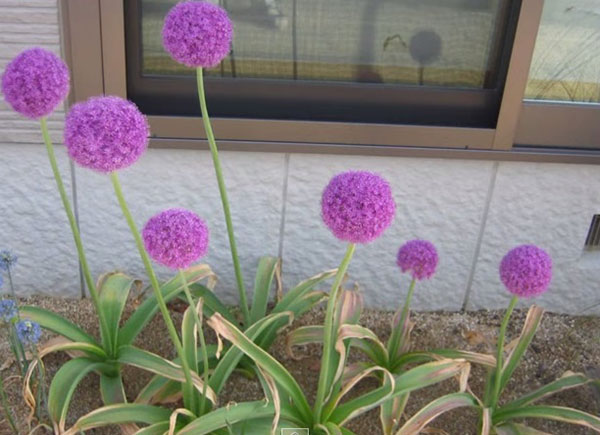 Правила уход за уллиумом