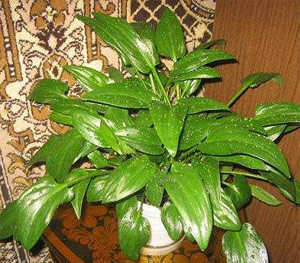 Дримиопсис