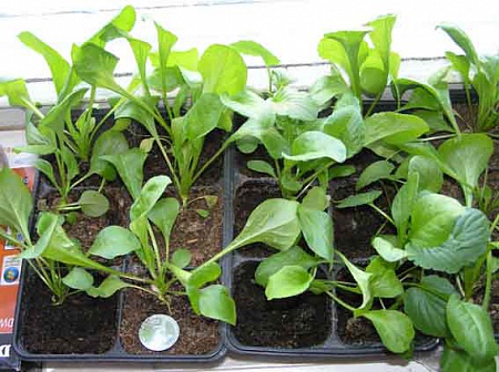 Маргаритки рассада