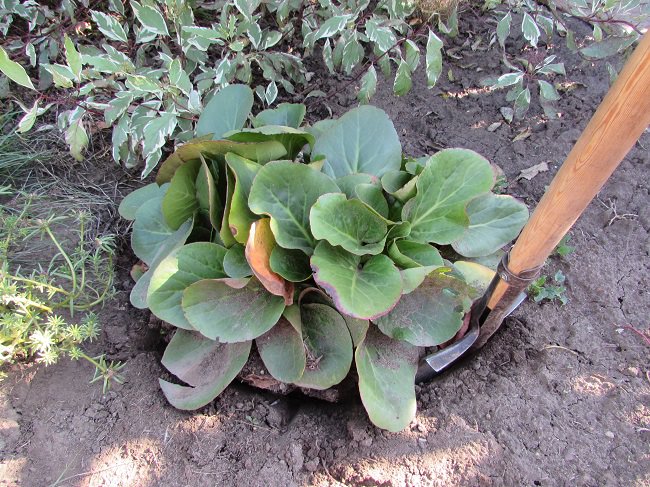 Посадка бадана