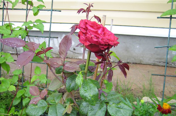 Роза Дон Жуан