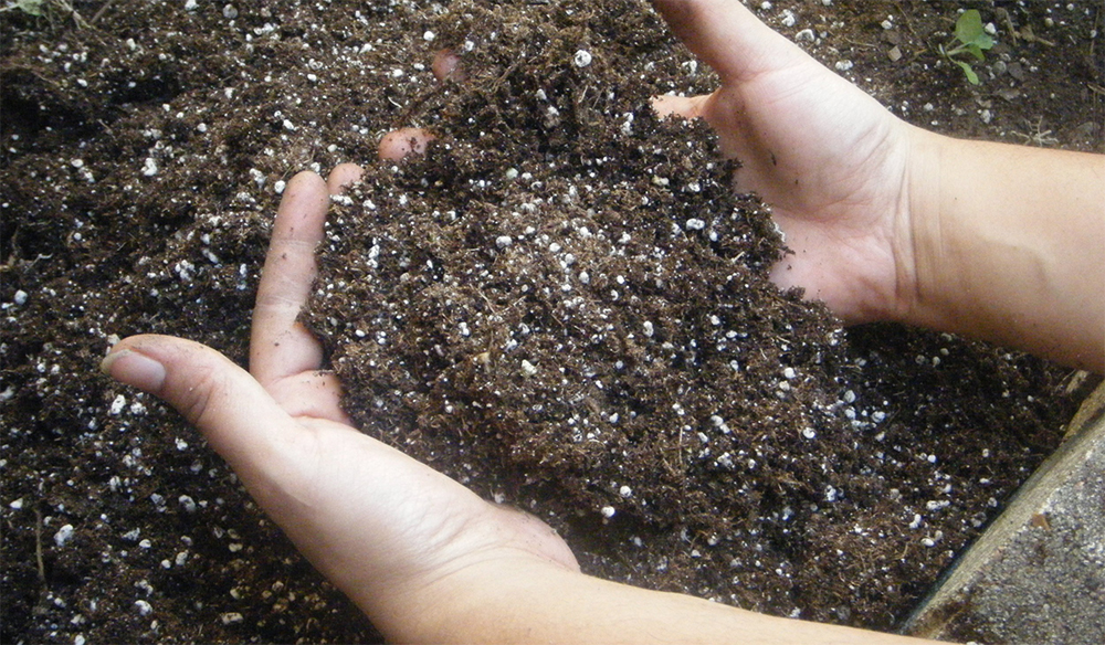 Подкормка розы