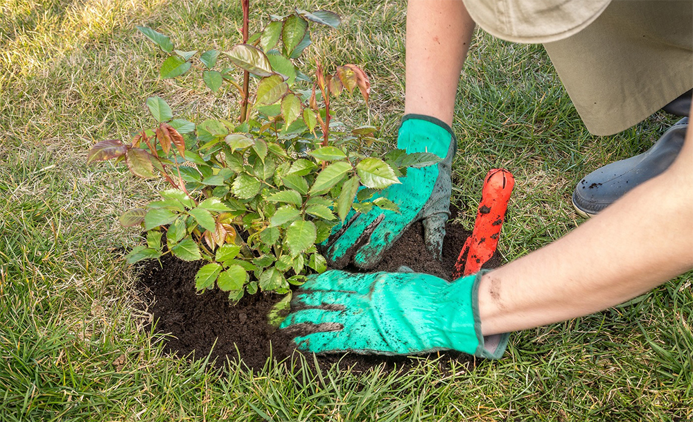 Посадка роз Дабл Делайт