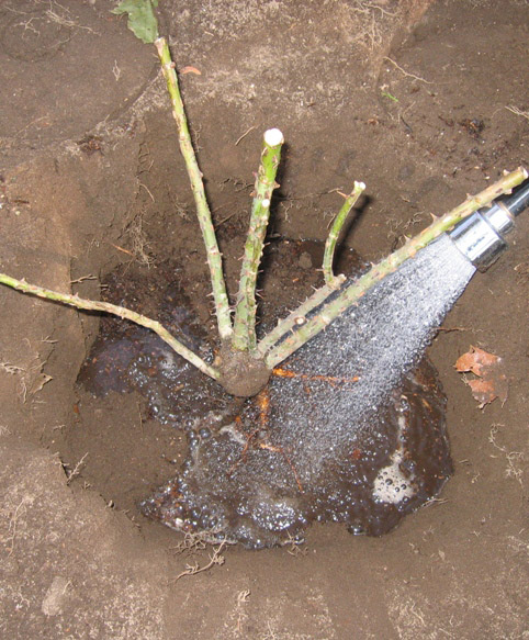 Посадка роз Пульман Ориент Экспресс