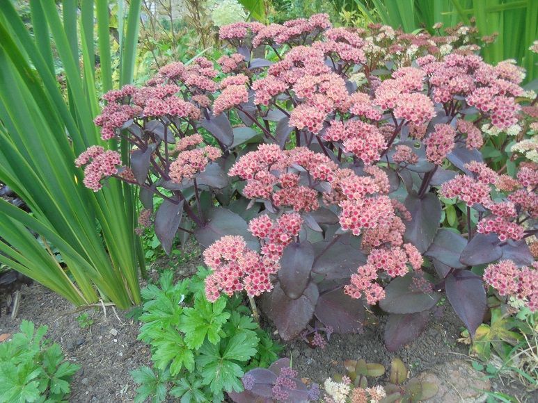 Седум видный