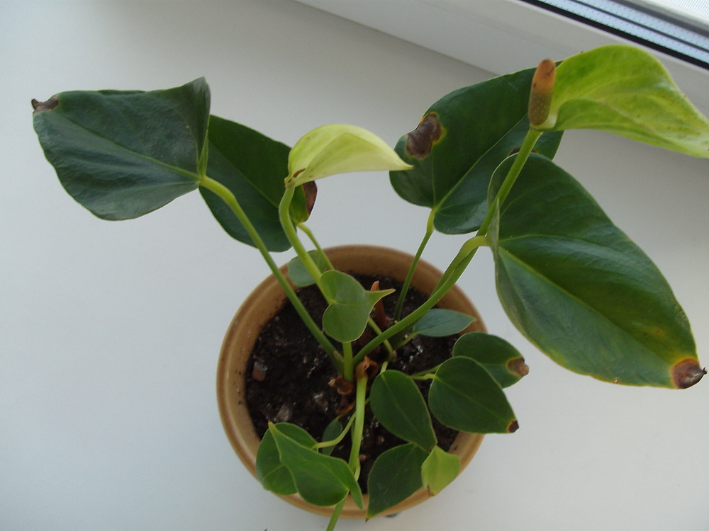 Болезни и вредители растения антуриума