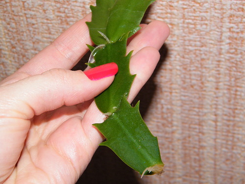 Размножение рипсалидопсиса